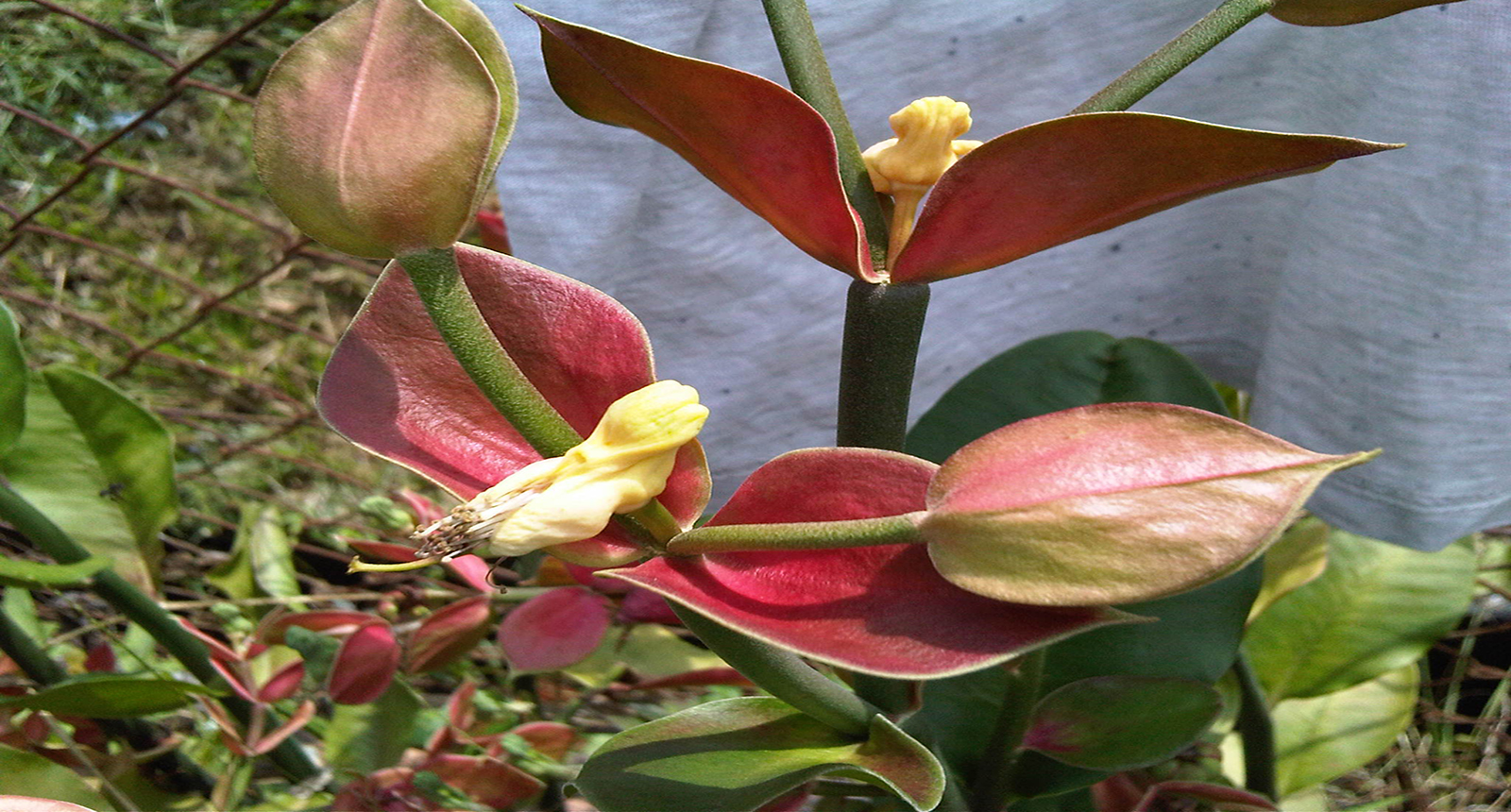 Lorem ipsum dolor sit amet