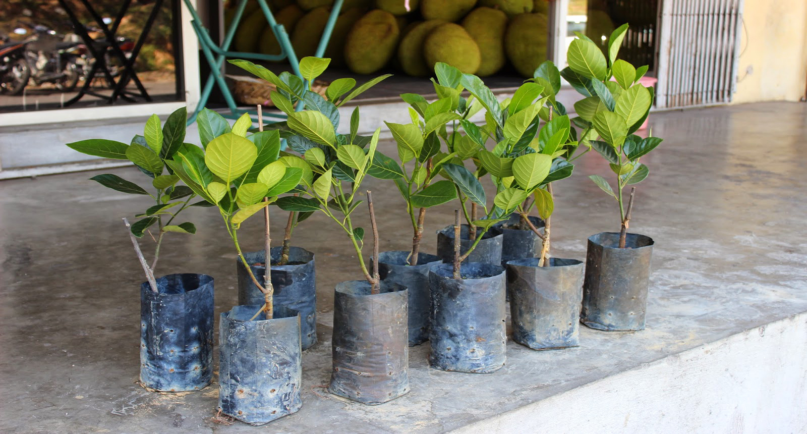 Lorem ipsum dolor sit amet