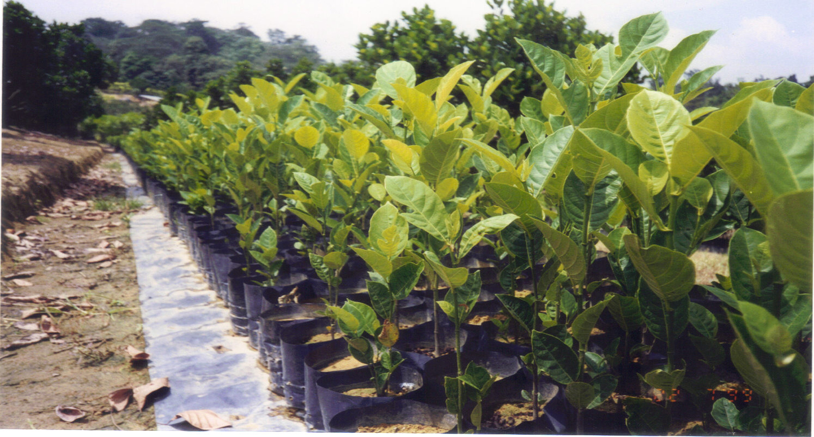 Facilis nesciunt eos